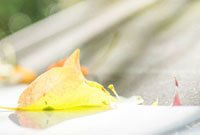 qq头像换不了,解决QQ头像无法更换问题,并探索手游玩法攻略!