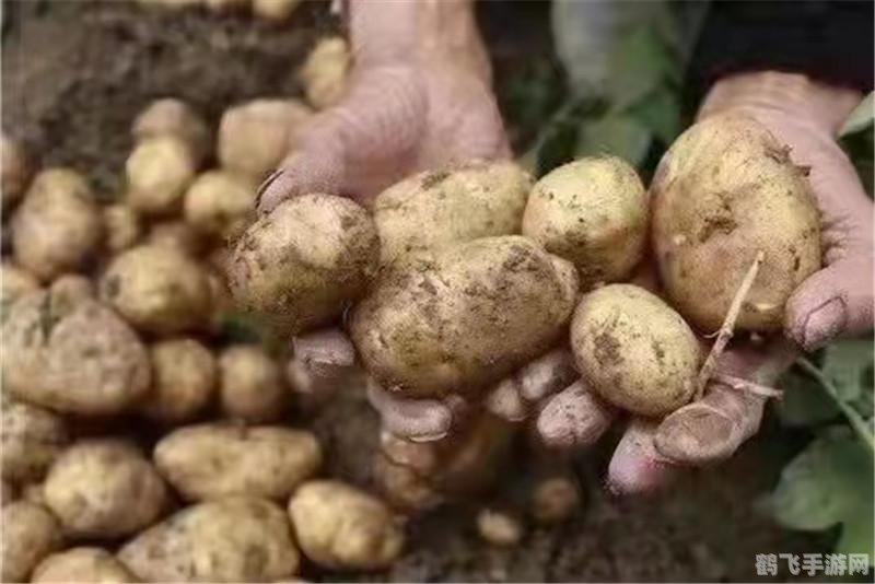 飞七游戏中心,游戏多样性