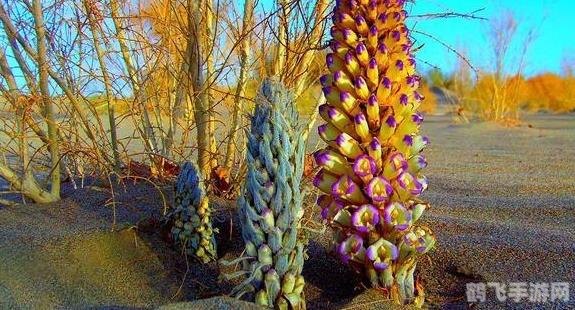 哪种植物会寄生在蚂蚁庄园,肉苁蓉