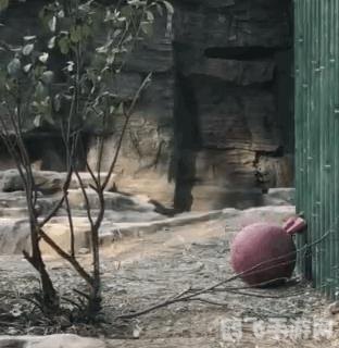 熊猫动态壁纸,熊猫动态壁纸让你的手机屏幕更加生动有趣!