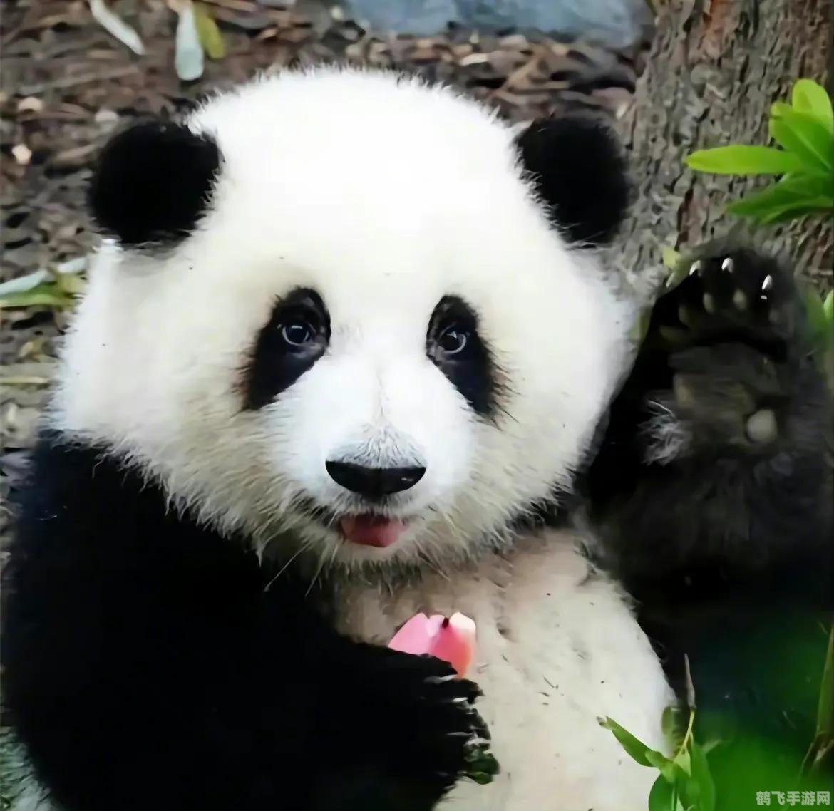 熊猫动态壁纸,熊猫动态壁纸让你的手机屏幕更加生动有趣!