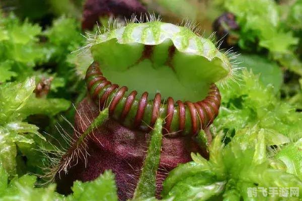 奇趣蛋什么梗,奇趣蛋梗解析与游戏攻略