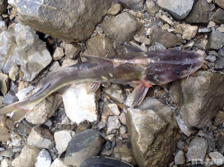 揭秘石人沟鱼的起源与捕捉技巧