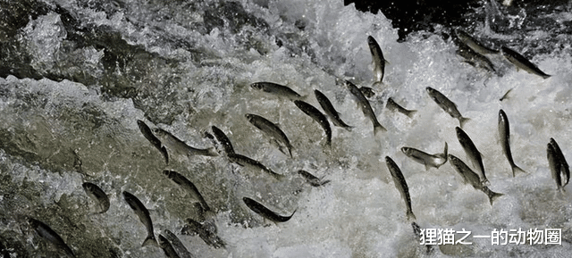 揭秘石人沟鱼的起源与捕捉技巧