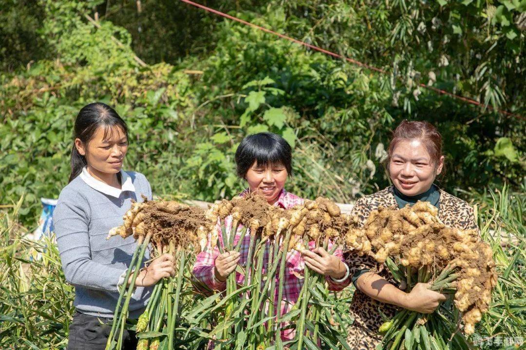 金秋丰收季，老姜的最佳收获时节与手游攻略