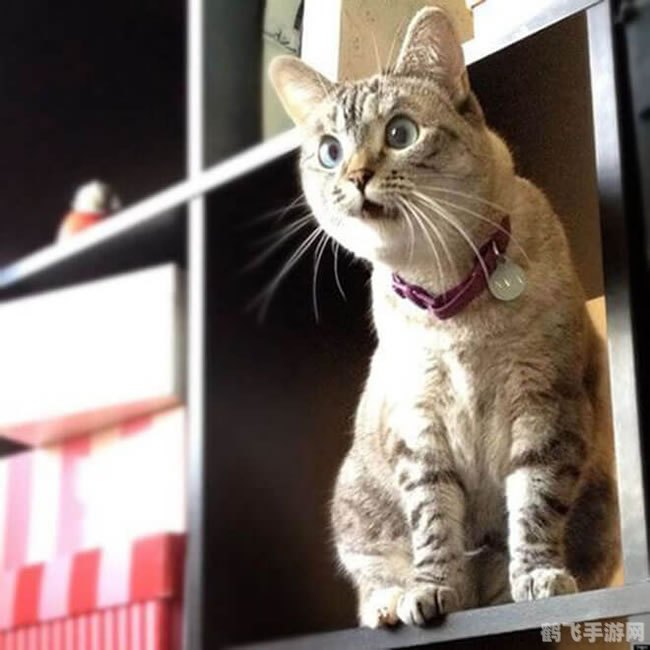 猫咪摇头表情包走红,探秘猫咪摇头背后的游戏攻略与趣味互动 猫咪摇头表情包走红,探秘猫咪摇头背后的游戏攻略与趣味互动