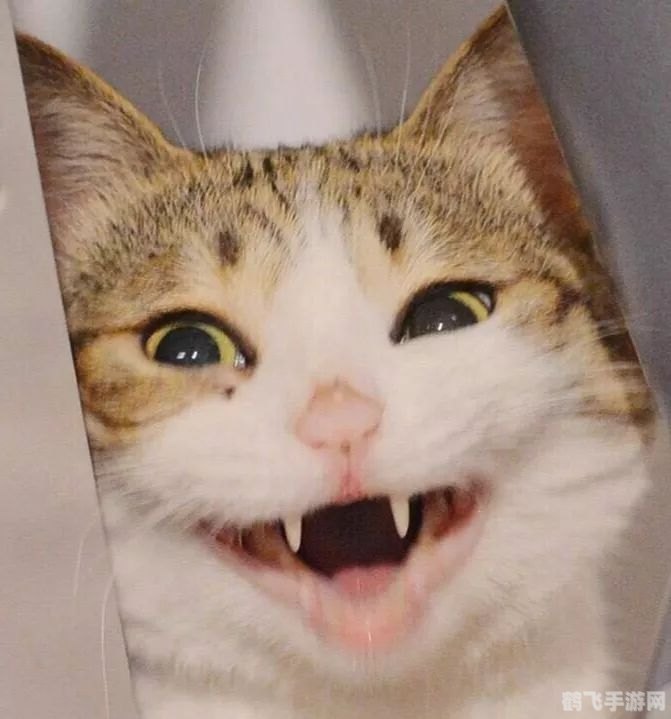 猫咪摇头表情包走红,探秘猫咪摇头背后的游戏攻略与趣味互动