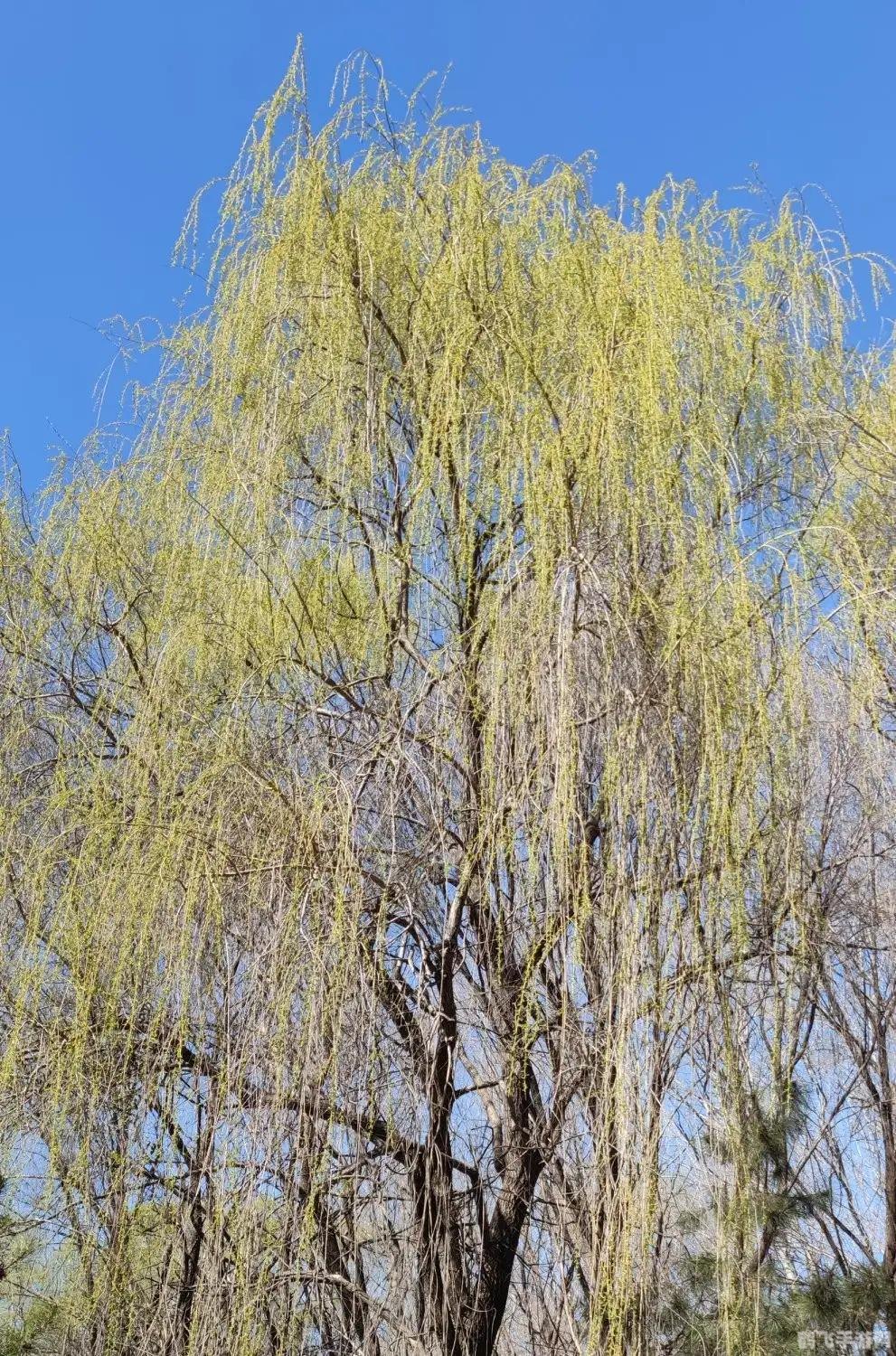 春节赏花灯,蚂蚁庄园手游全新攻略