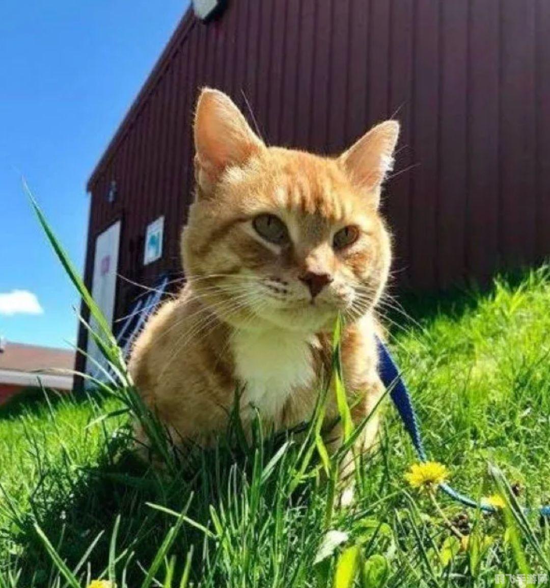 萌喵橘座测评,游戏背景