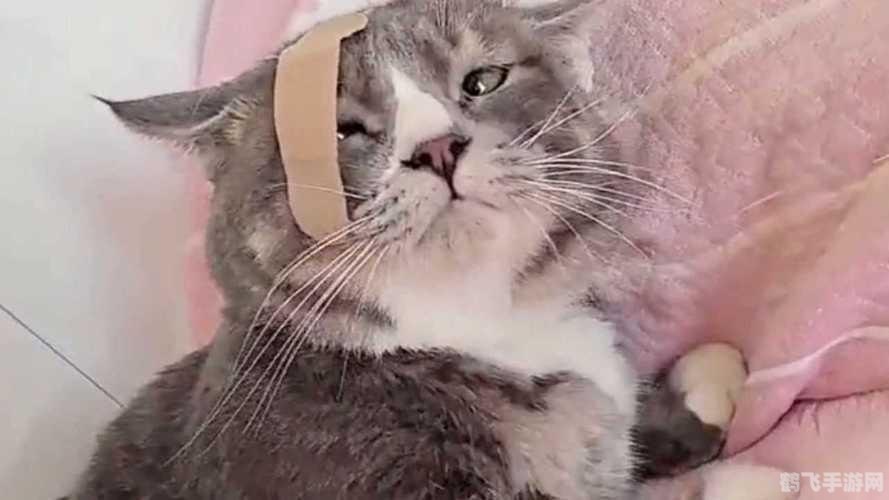 反抗军ol,反抗军OL手游攻略,打造你的专属反抗力量