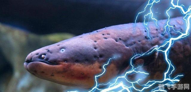 七日世界电鳗钓法大揭秘，轻松掌握钓鱼技巧！
