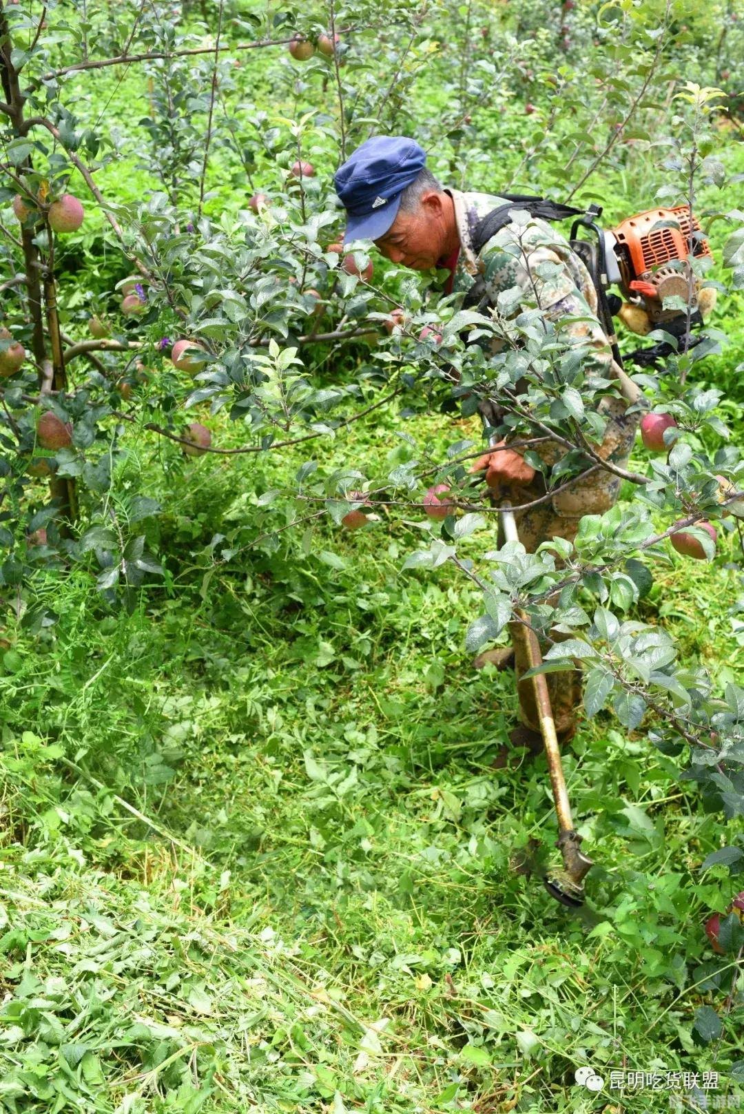 探索苹果梨糖心之谜,手游糖心果园攻略大全