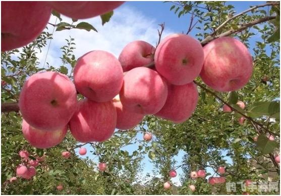 探索苹果梨糖心之谜,手游糖心果园攻略大全