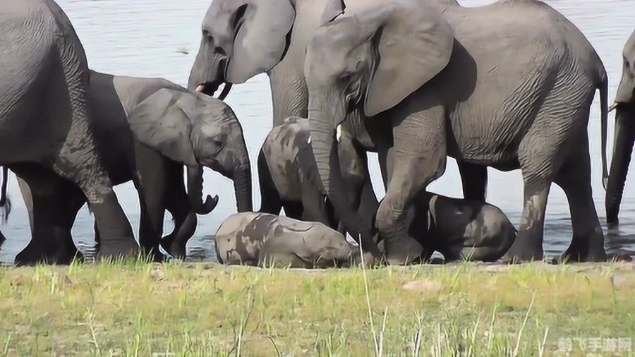 大象怀孕期探秘,多久能迎来可爱的象宝宝?