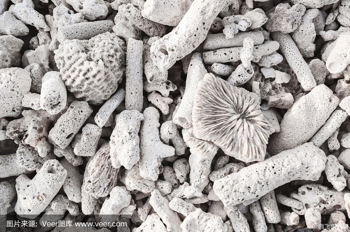 五彩珊瑚碎片,五彩珊瑚碎片探秘,解锁海底宝藏的关键