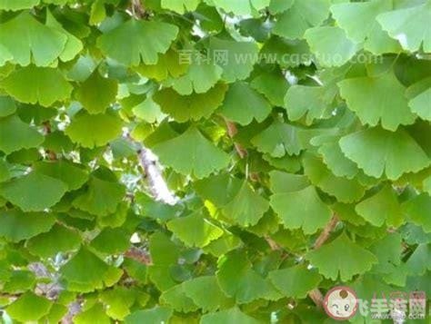 新鲜银杏叶泡水喝并不能降血压