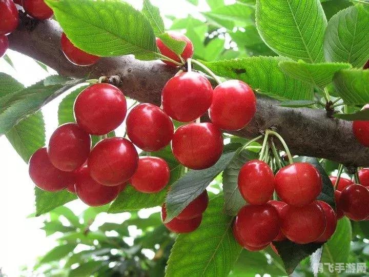 水果大战害虫无敌版手游攻略,守护果园的乐趣与挑战