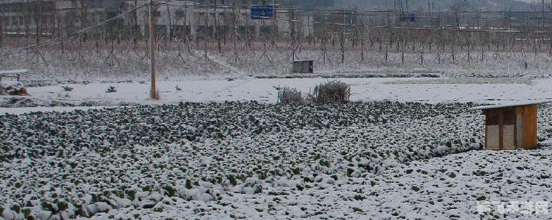 下雪对农事之益,雪中蕴藏的丰收秘诀