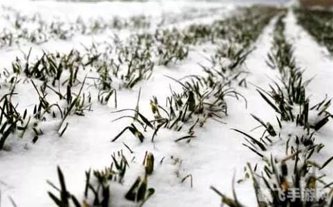 下雪对农事之益,雪中蕴藏的丰收秘诀