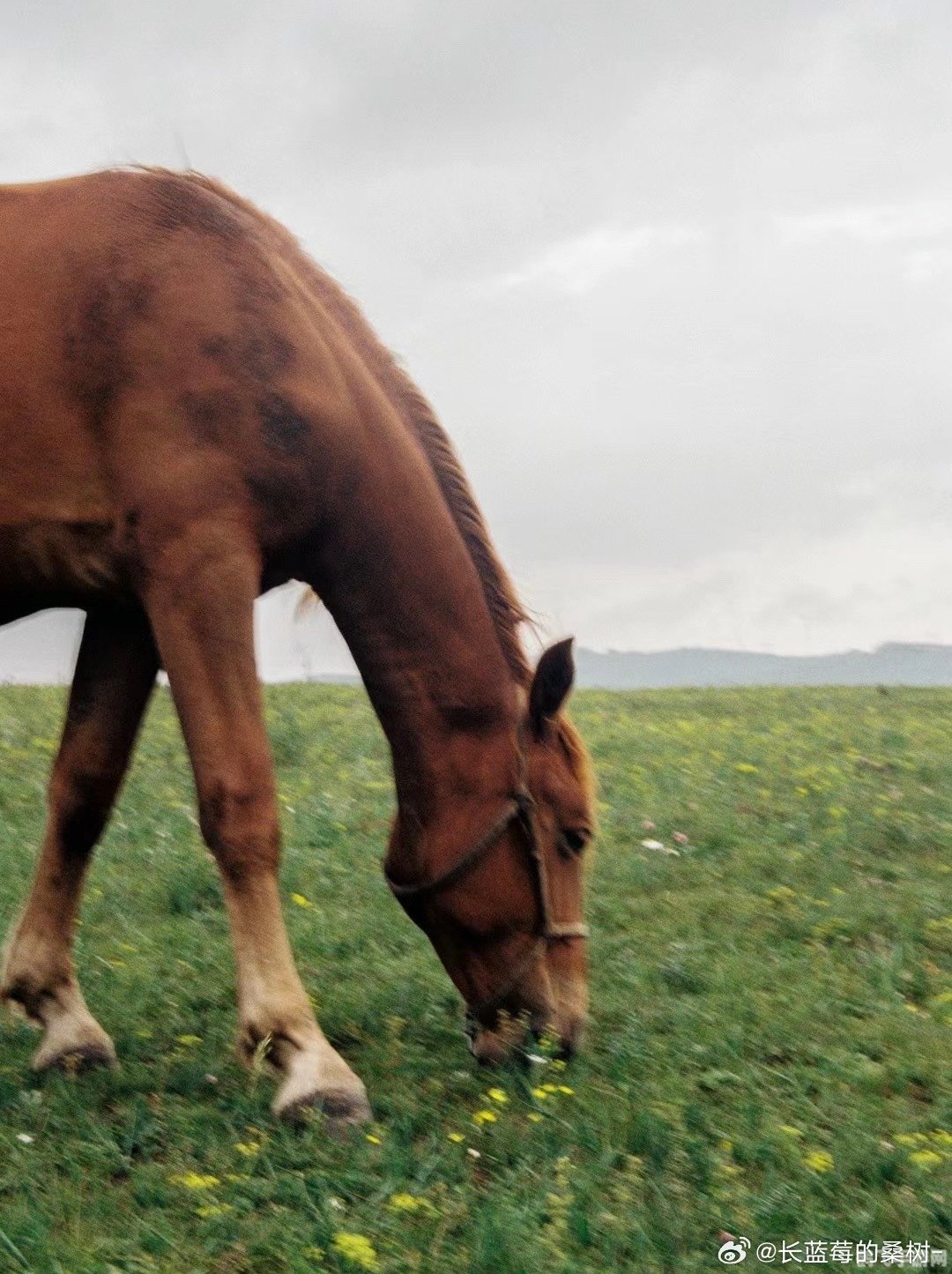 最新的zoom动物马,最新的Zoom动物马手游,驰骋草原,体验别样的驯马之旅