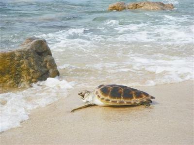 植物大战僵尸2电脑版攻略,守护家园的新战役
