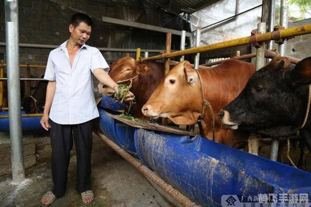 广西三大黄牛探秘，手游中的畜牧大亨养成攻略