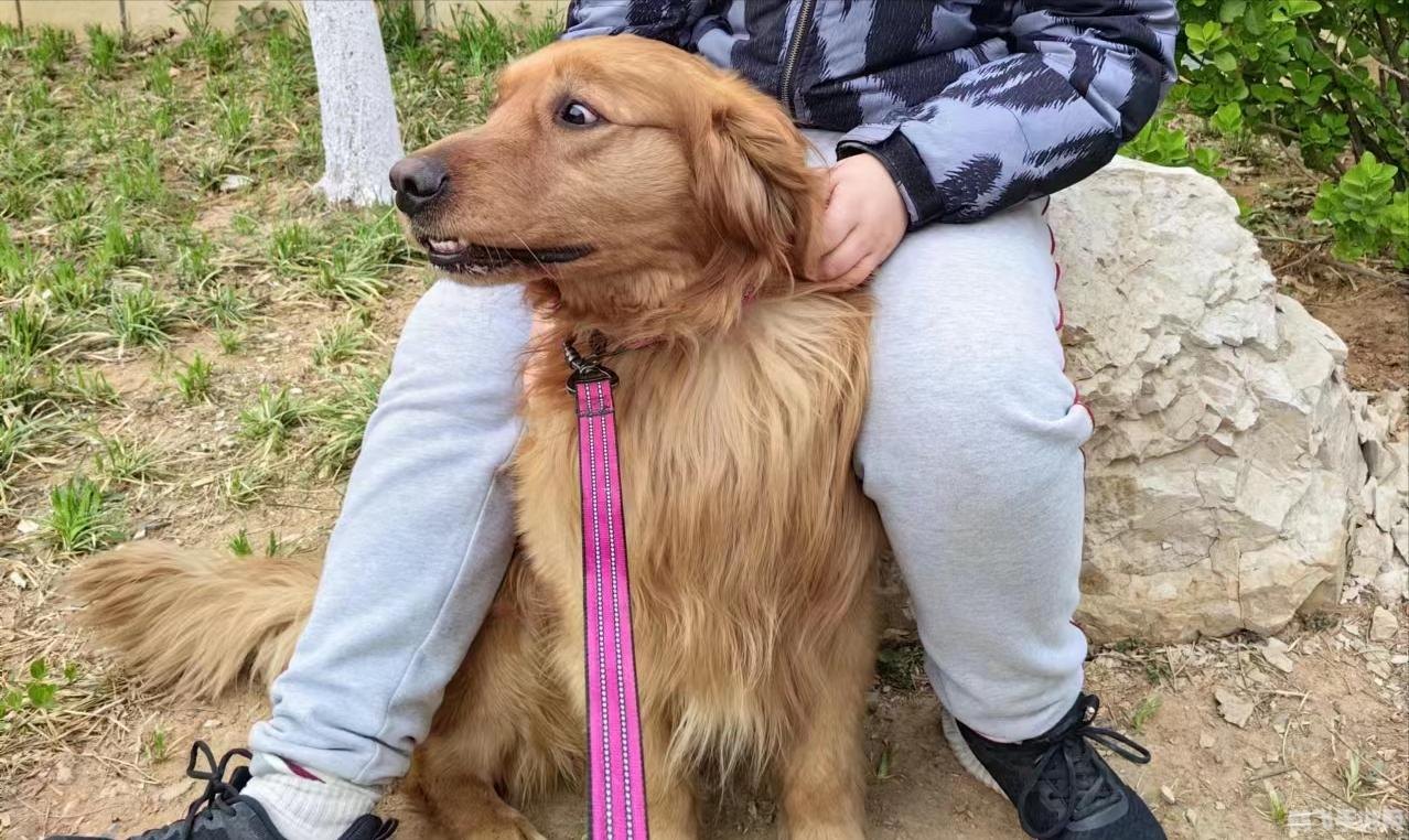 三只小羊回家,三只小羊回家手游攻略，如何安全引领小羊踏上归途