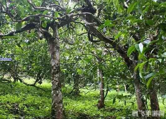 探寻世界茶树发源地的核心地区