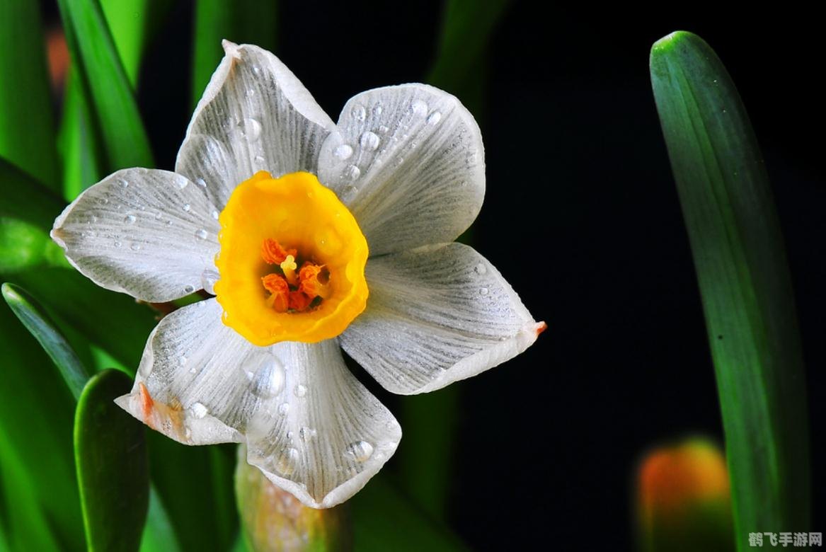水仙花VS水熊虫,生命力之战,谁主沉浮?