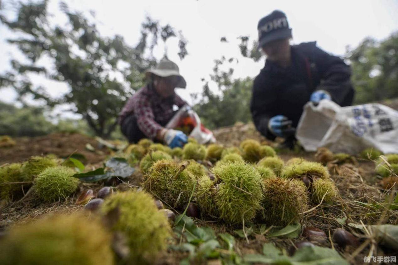 宽城县农业主导产业,宽城县农业之光,板栗栽培主导产业探秘