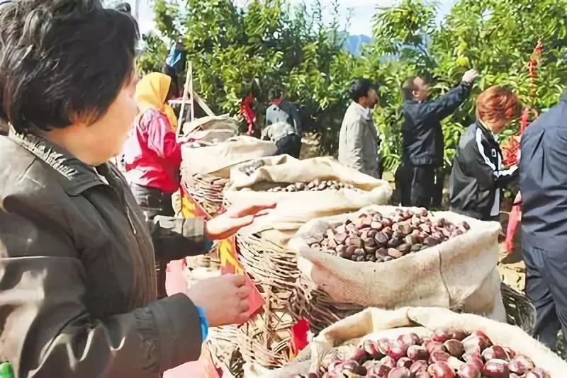 宽城县农业主导产业,宽城县农业之光,板栗栽培主导产业探秘