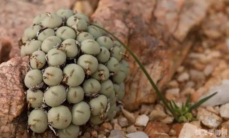 多彩宝石图纸,多彩宝石图纸的来源