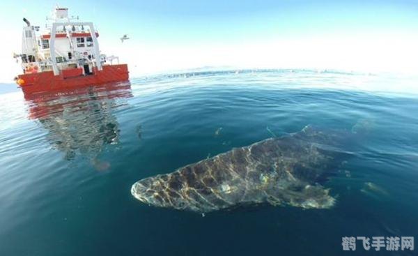 神秘海域3白金攻略,探秘深海,成就非凡游戏体验
