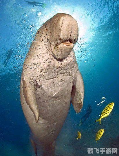神秘海域3白金攻略,探秘深海,成就非凡游戏体验