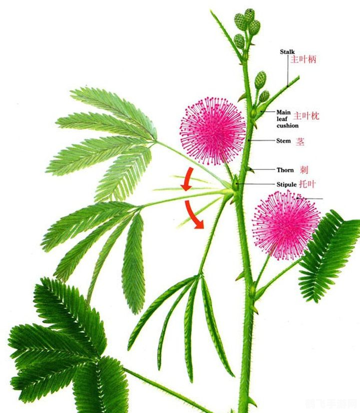 含羞草实验所入口免费进入,含羞草实验所