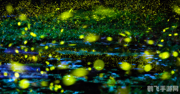 照夜清是萤火虫吗,揭秘照夜清,萤火虫与手游攻略的双重魅力