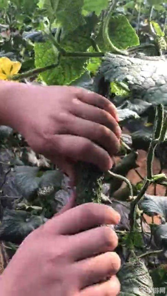 砍瓜神奇自愈能力揭秘,受伤时分泌的神秘液体