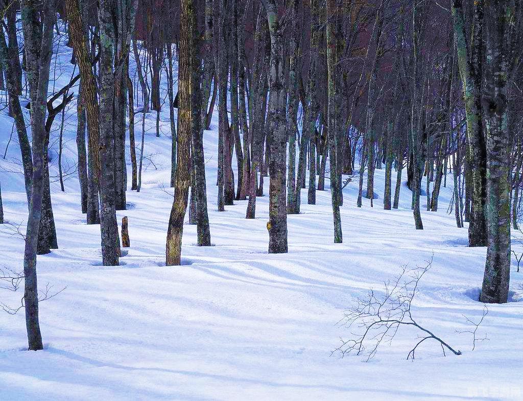 冬季雪封草地,冬季雪封草地