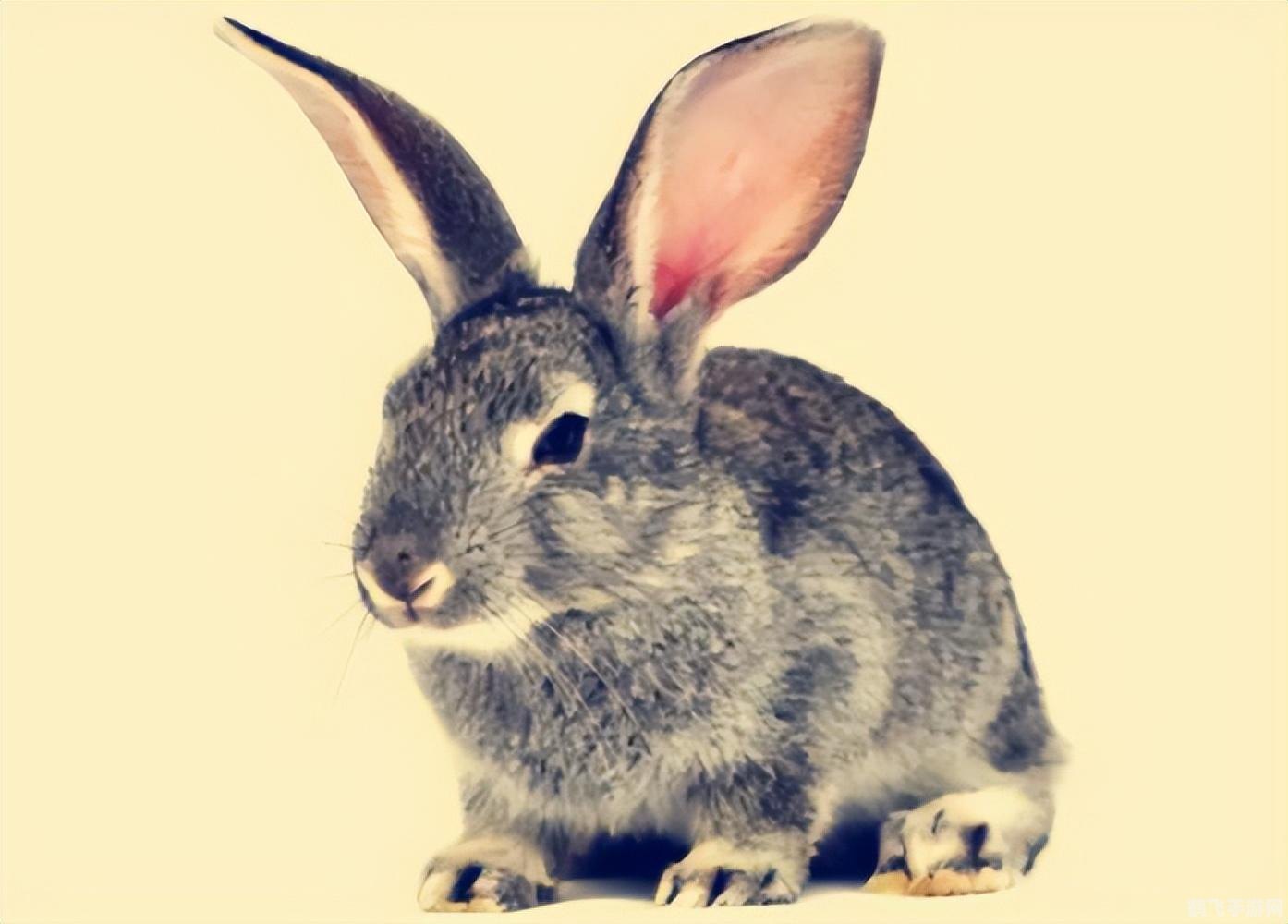 功夫兔子无敌版热血来袭，挑战你的格斗极限！