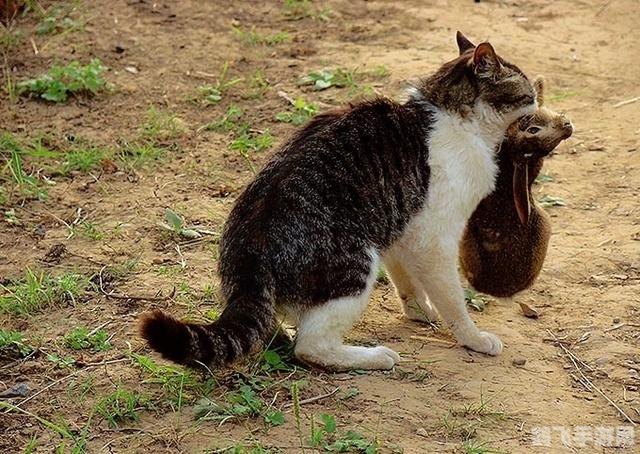 功夫兔子无敌版热血来袭，挑战你的格斗极限！