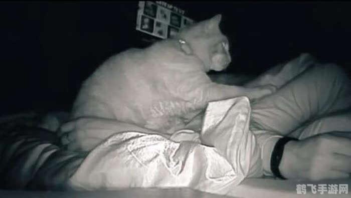 会说话的金杰游戏攻略,与可爱猫咪金杰的趣味互动