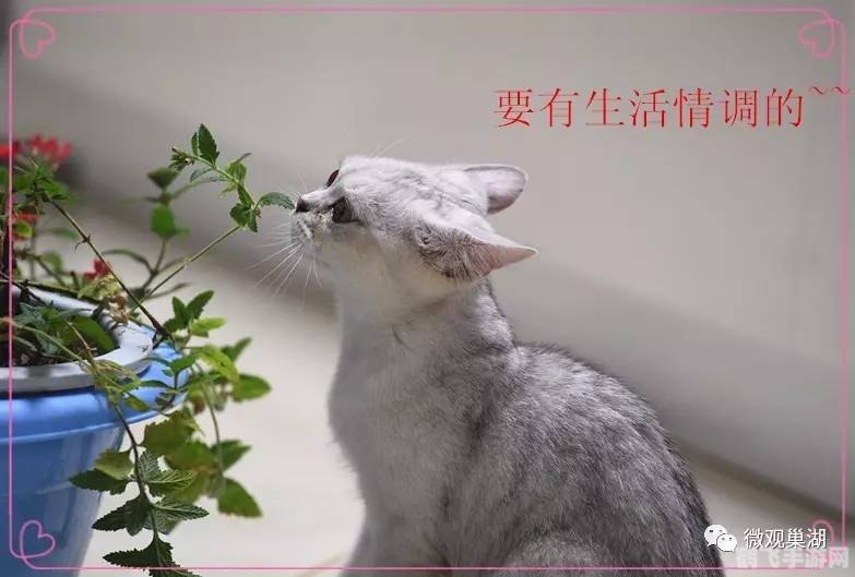 猫步轻盈，缝隙穿梭——揭秘猫咪灵活穿越小缝隙的技巧与手游攻略