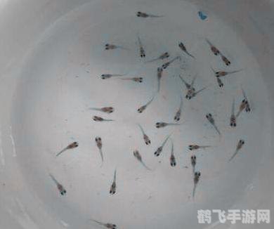 迷你水族箱3游戏攻略与特色解析