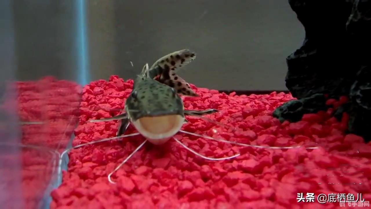 迷你水族箱3游戏攻略与特色解析