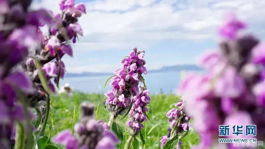 跳舞毯达人，手游玩法全解析与高分攻略