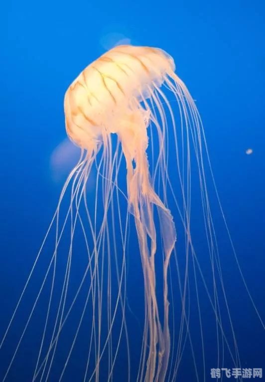 揭秘水母感知世界的神秘武器