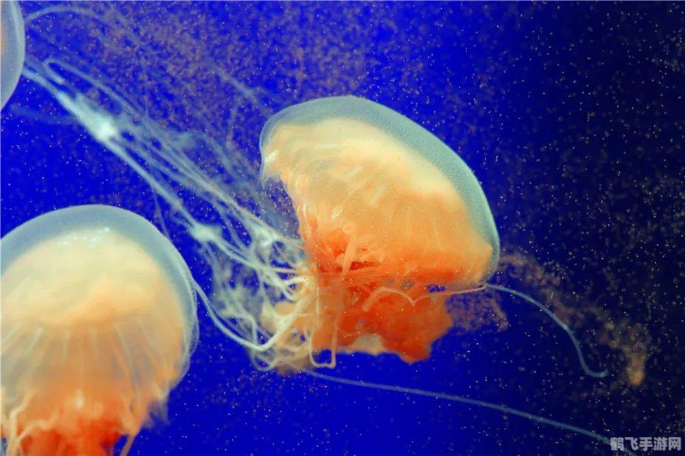 揭秘水母感知世界的神秘武器