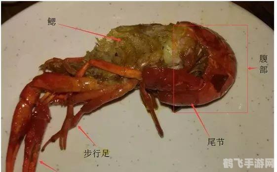 小龙虾心脏长在什么位置,揭秘小龙虾的心脏之谜,它究竟藏身何处?