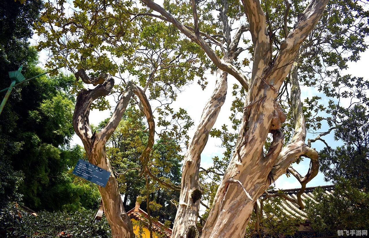 揭秘痒痒树与手游中的趣味互动