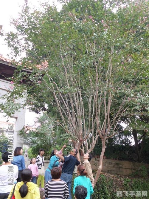 揭秘痒痒树与手游中的趣味互动